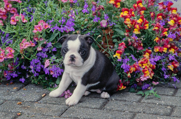 Boston Terrier puppy in garden