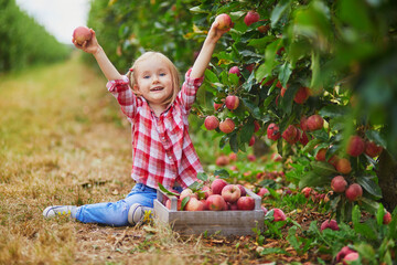 Adorable preschooler girl in red and white shirt picking red ripe organic apples in orchard or on...