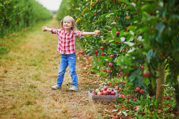 Adorable preschooler girl in red and white shirt picking red ripe organic apples in orchard or on farm on a fall day