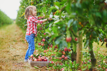 Adorable preschooler girl in red and white shirt picking red ripe organic apples in orchard or on farm on a fall day