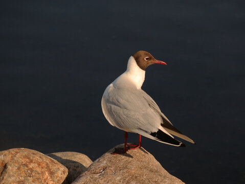 Close Up Black Headed Gull On Dark Blue Water Background