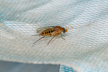 Adult Humpbackd Fly