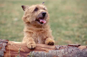 Norwich Terrier sitting up on tree trunk with tongue out