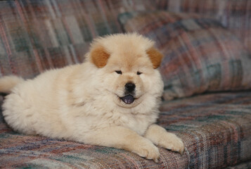 Chow puppy on couch