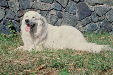 Great Pyrenees in grass