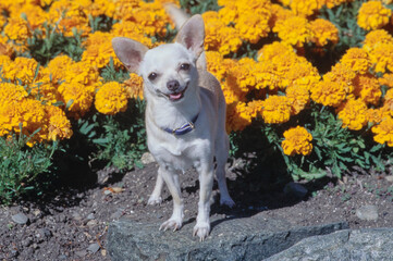 Chihuahua standing in front of flowers