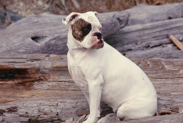 English Bulldog sitting on wood