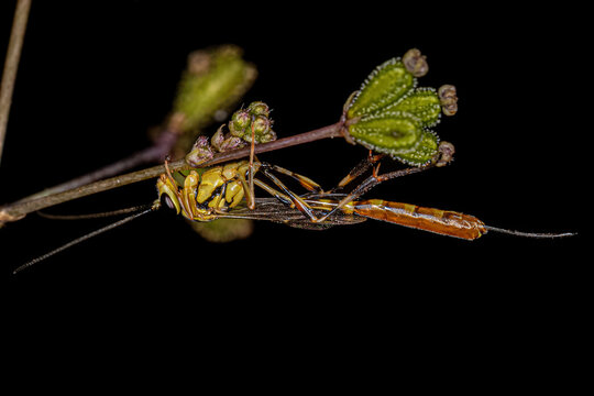 Adult Female Ichneumonid Wasp