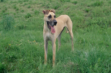 Great Dane in field looking left with mouth open