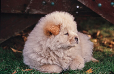 Chow puppy in garden