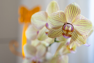 close up of gold diamond engagement ring on beautiful orchid flower, proposal gift idea, will you marry me, valentines declaration of love 