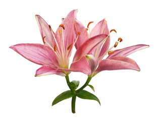 Pink lily flowers isolated