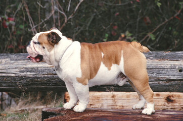 Profile of English Bulldog