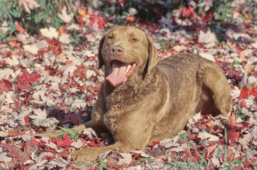 Chesapeake Bay Retriever laying in pile of leaves.