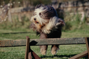 Bearded Collie jumping over fence