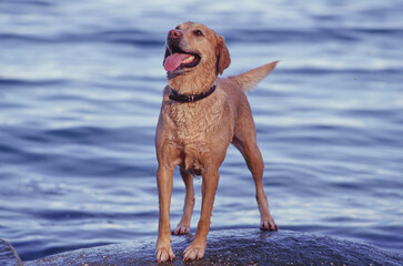 Lab standing on rock by water with mouth open