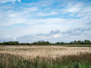 Obraz premium Summer sky over reedbeds at Far Ings, Lincolnshire, England