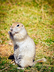 fat wild Spermophilus eating peanuts, portrait of a ground squirrel, close-up
