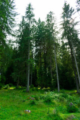 Dense coniferous forest. Beautiful forest