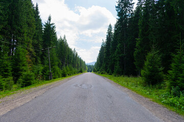 Road through the forest. Dense forest through which the road goes