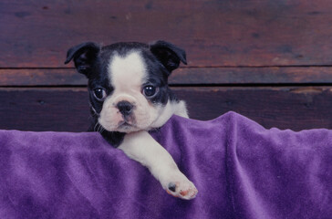 Boston Terrier puppy on blanket