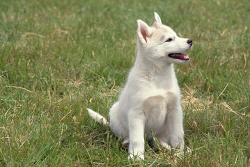 Siberian Husky puppy in grass with mouth open