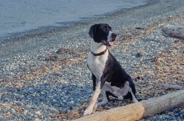 Great Dane sitting in rocks on beach