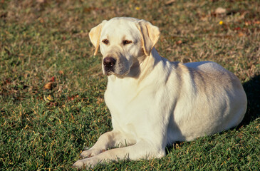 Yellow Lab laying in grass