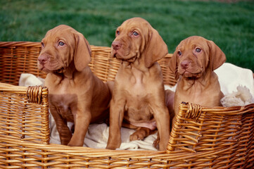 Three Vizsla puppies sitting in basket outside on lawn