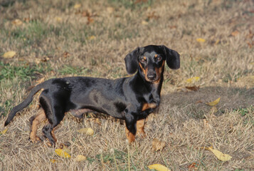 Dachshund in field with leaves