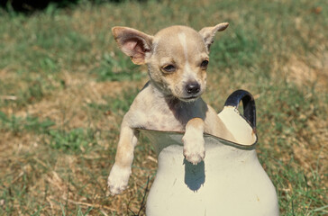 Chihuahua in carafe in the grass