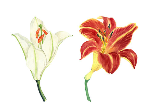 Lilies flower illustration. White and red watercolor  flowers. Isolated on transparent 
 background. Hand drawn painting.