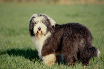 Bearded Collie in grass