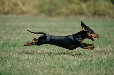 Dachshund running in grass