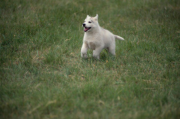 Naklejka na ściany i meble Siberian Husky puppy running in grass