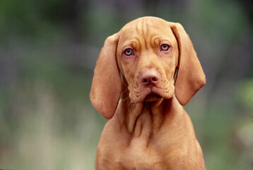 Young Vizsla closeup