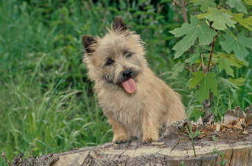 Cairn Terrier on stump