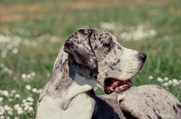 Close up of Great Dane in flower field