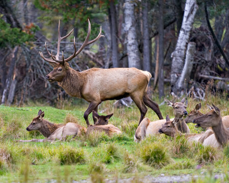 Elk Stock Photo and Image. Male protecting its herd female cows in their environment and habitat surrounding with a forest blur background. Wapiti Portrait.