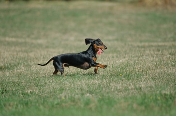 Dachshund running in grass