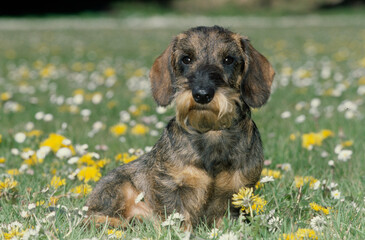 Dachshund in flower field