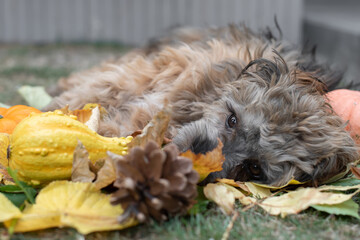 Naklejka na ściany i meble Bolonka Hund mit Kürbis im Herbst
