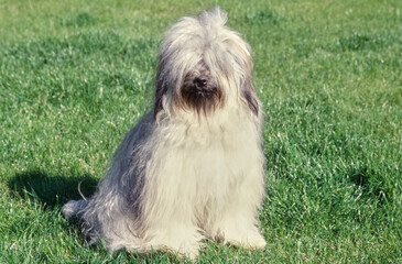 Tibetan terrier sitting down outside in grass in yard