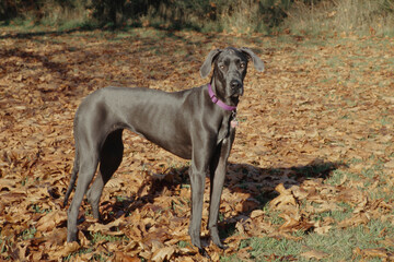 Great Dane standing in leaves looking right