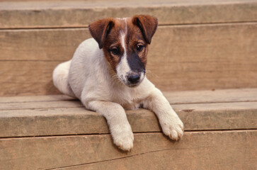 Smooth Fox Terrier puppy sitting on wooden porch steps