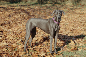 Obraz na płótnie Canvas Great Dane in pink collar standing in leaves looking right casting shadow