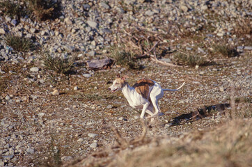 Whippet running outside near rocky hillside