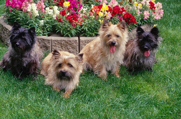 Four Cairn Terriers sitting near garden bed with flowers in yard