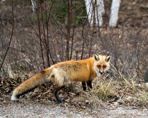 Fototapeta premium Red Fox Photo Stock. Fox Image. Close-up profile side view in the spring season with blur forest background in its environment and habitat looking at camera. Picture. Portrait. Photo.