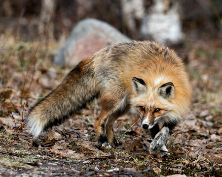 Red Fox Photo Stock. Unique fox close-up profile side view  in the spring season in its environment and habitat with blur background displaying white mark paws, unique face, fur, bushy tail.  
